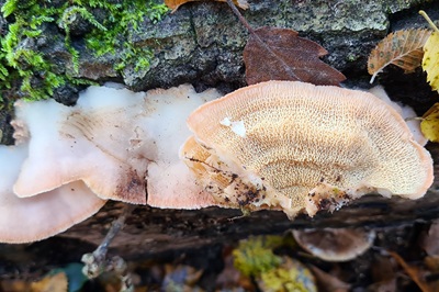 Phlebia tremellosa