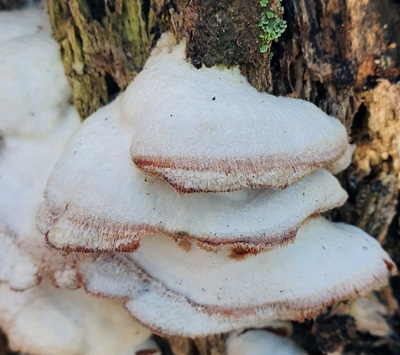 phlebia-tremellosa1
