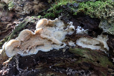 phlebia-tremellosa2