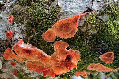 phlebia-tremellosa3