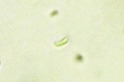 phlebia-tremellosa4