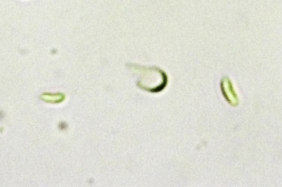 phlebia-tremellosa5