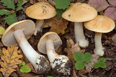 Phlegmacium cliduchus