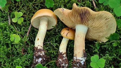 Phlegmacium percome