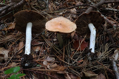 Phlegmacium triumphans