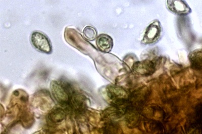 phlegmacium-triumphans11