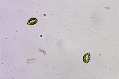 phlegmacium-triumphans8