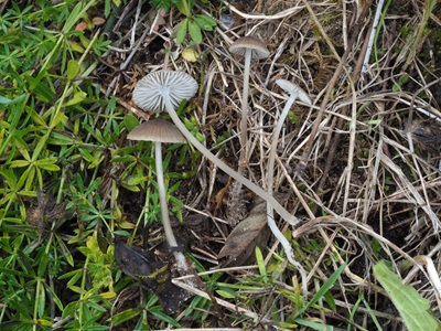 Phloeomana atropapillata