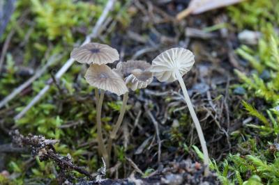 Phloeomana speirea