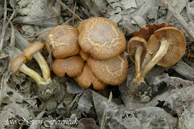 Pholiota conissans
