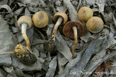 pholiota-conissans1