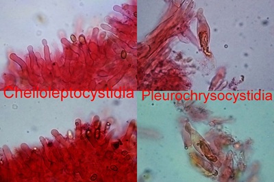 pholiota-conissans10