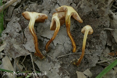 pholiota-conissans2