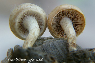 pholiota-conissans3