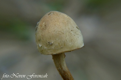 pholiota-conissans4