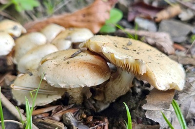 Pholiota gummosa