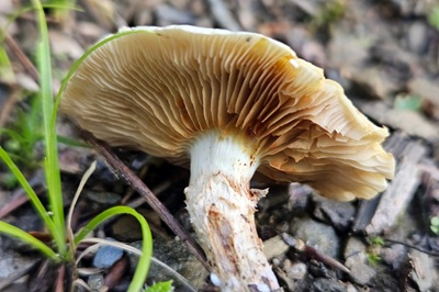 pholiota-gummosa2