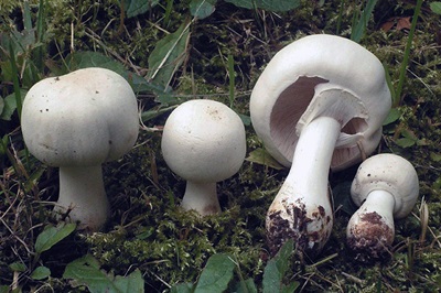 Pholiota pudica