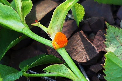 Phragmidium mucronatum