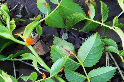 phragmidium-mucronatum1