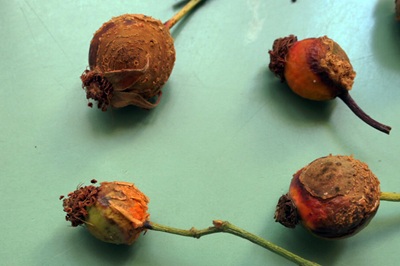 phragmidium-mucronatum2