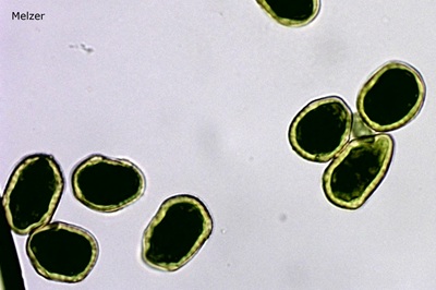 phragmidium-mucronatum5