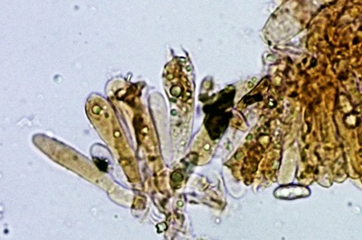 phylloporus-pelletieri10