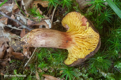phylloporus-pelletieri3