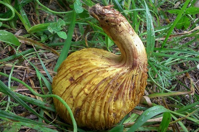 phylloporus-pelletieri4