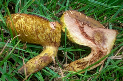 phylloporus-pelletieri7