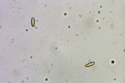 phylloporus-pelletieri9