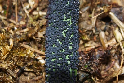 Physarum cinereum