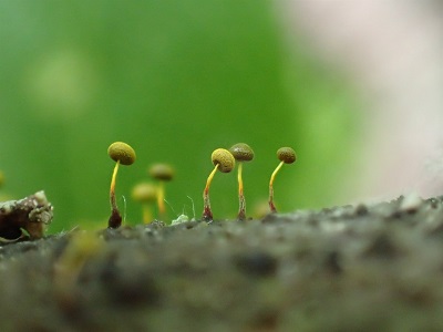 Physarum viride