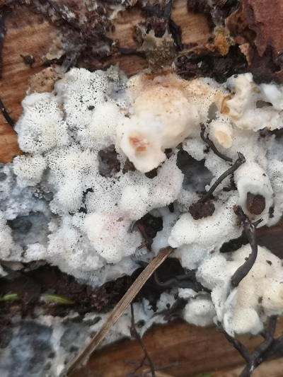 Physisporinus vitreus
