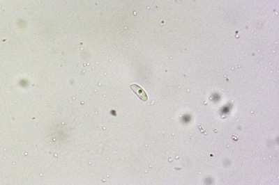 picipes-melanopus11