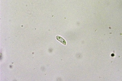 picipes-melanopus12
