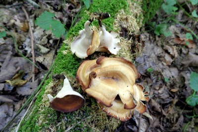 Picipes tubaeformis