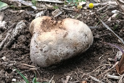 pisolithus-arhizus1