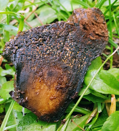pisolithus-arhizus3