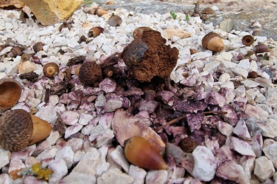 pisolithus-arhizus4