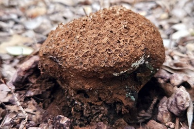 pisolithus-arhizus5