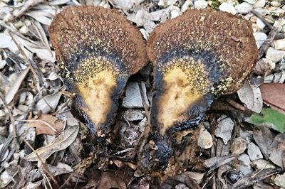 pisolithus-arhizus6