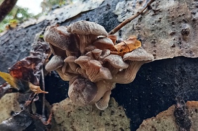 pleurotus-cornucopiae4