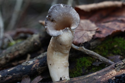 pleurotus-cornucopiae5