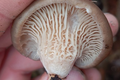 pleurotus-cornucopiae6