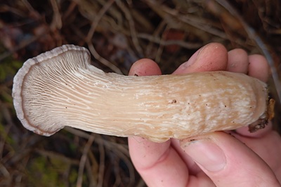 pleurotus-cornucopiae7