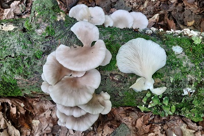pleurotus-ostreatus1