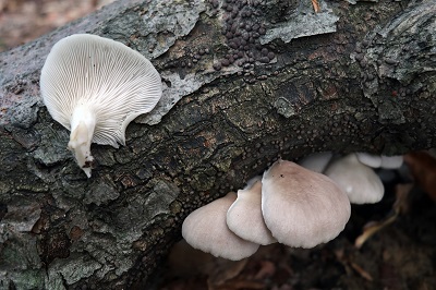 pleurotus-ostreatus2