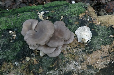 pleurotus-ostreatus3