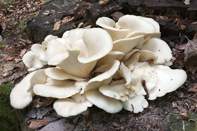 pleurotus-ostreatus4